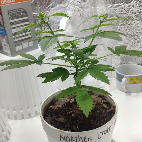Auto Northern Lights growlog timeline photo