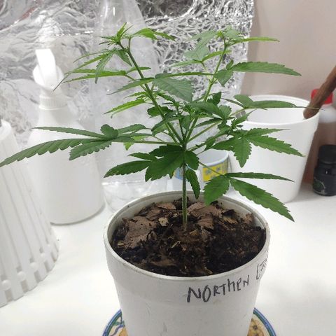 Auto Northern Lights growlog timeline photo