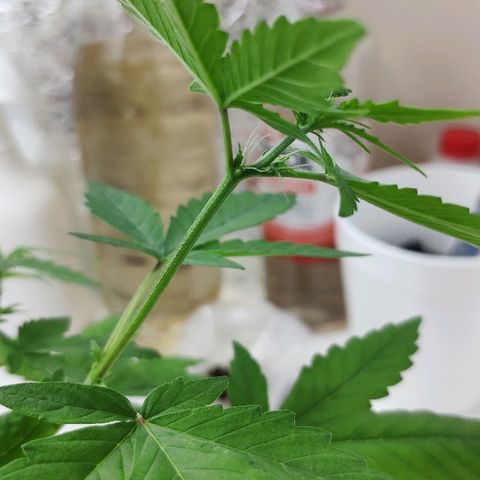 Auto Northern Lights growlog timeline photo