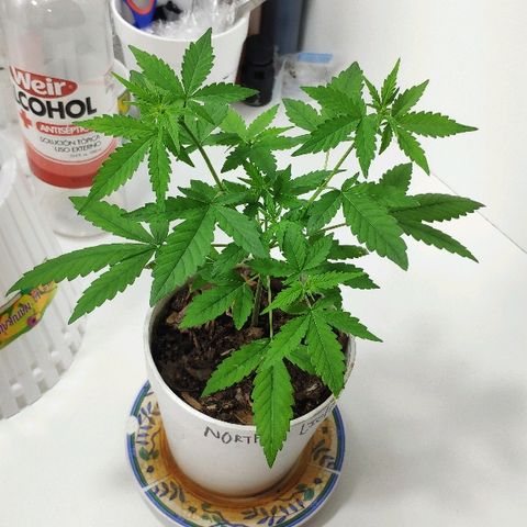 Auto Northern Lights growlog timeline photo