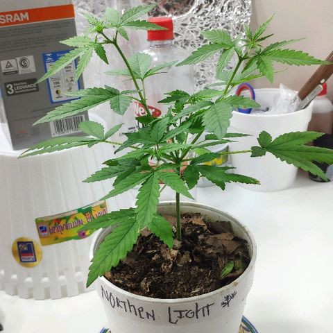 Auto Northern Lights growlog timeline photo