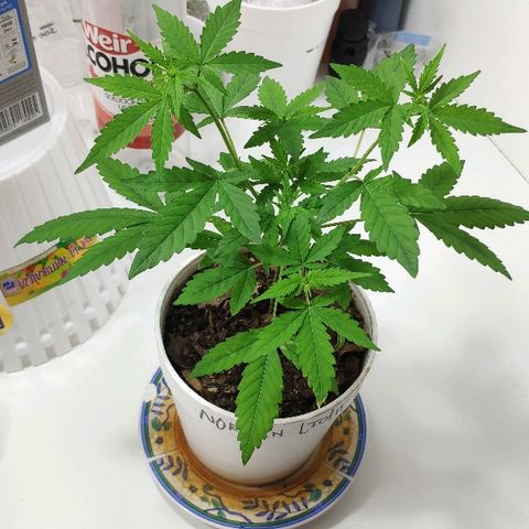 Auto Northern Lights growlog timeline photo