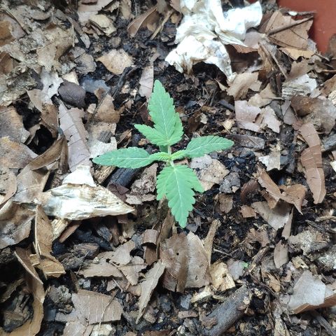 Granddaddy Purple growlog timeline photo