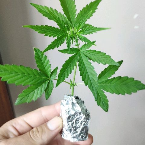 Auto Northern Lights growlog timeline photo