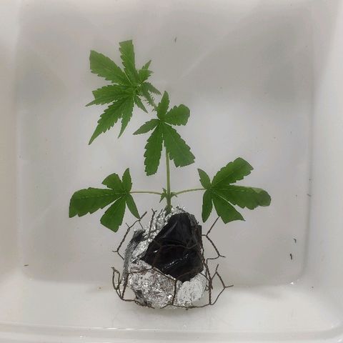 Auto Northern Lights growlog timeline photo