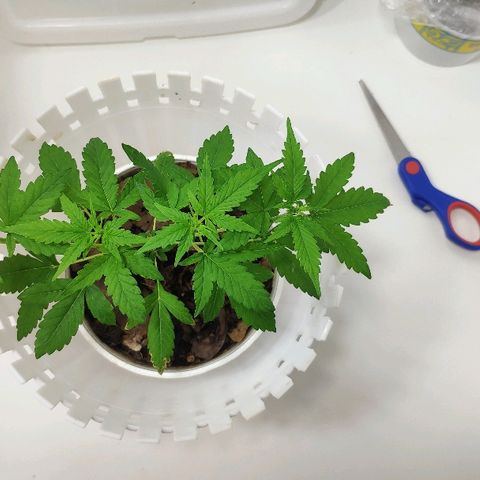 Auto Northern Lights growlog timeline photo