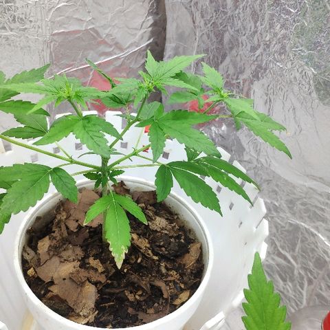 Auto Northern Lights growlog timeline photo
