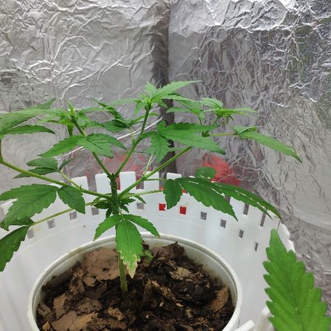 Auto Northern Lights growlog timeline photo