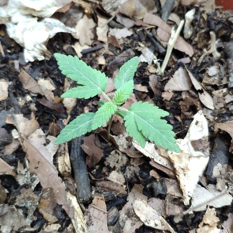 Granddaddy Purple growlog timeline photo