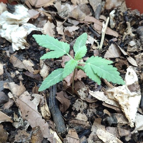 Granddaddy Purple growlog timeline photo