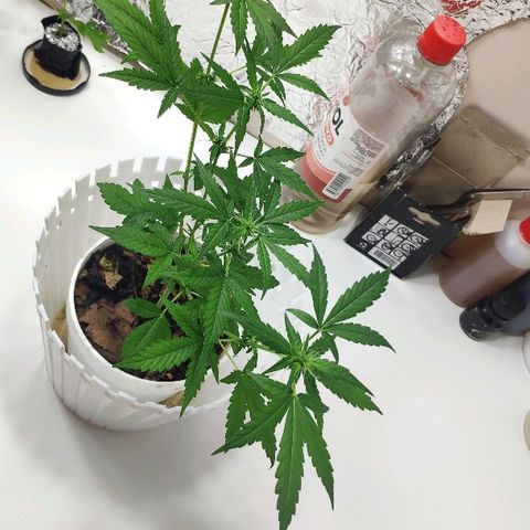 Auto Northern Lights growlog timeline photo
