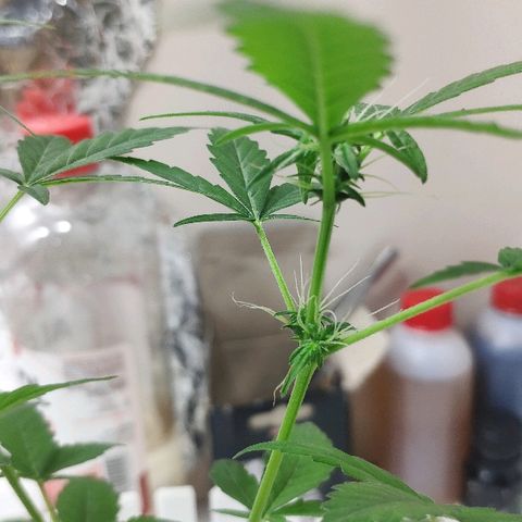 Auto Northern Lights growlog timeline photo