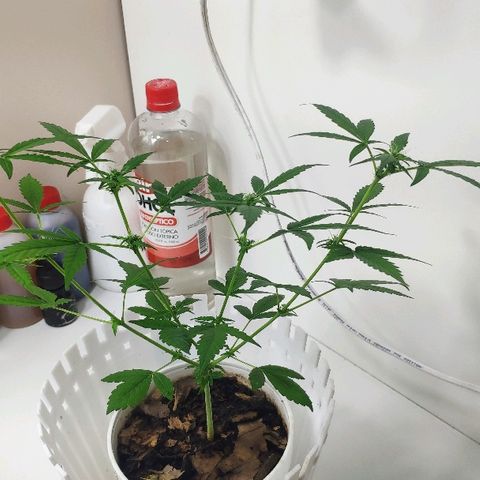 Auto Northern Lights growlog timeline photo
