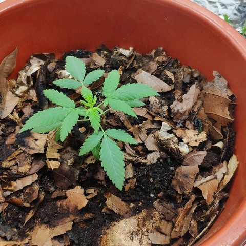 Granddaddy Purple growlog timeline photo