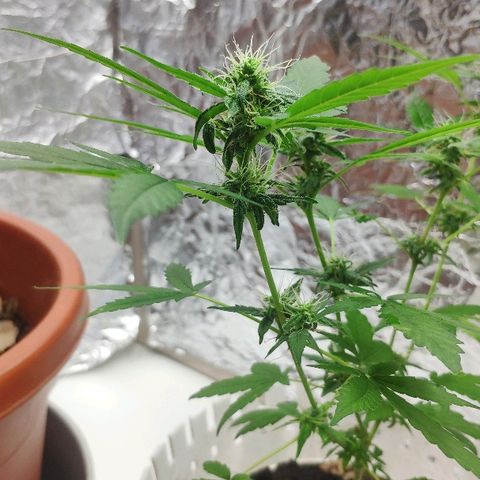 Auto Northern Lights growlog timeline photo