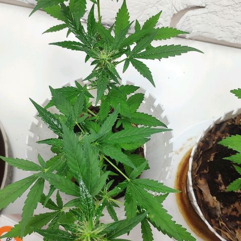 Auto Northern Lights growlog timeline photo