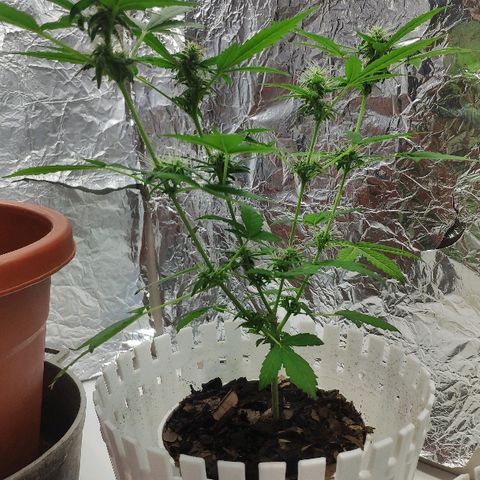 Auto Northern Lights growlog timeline photo