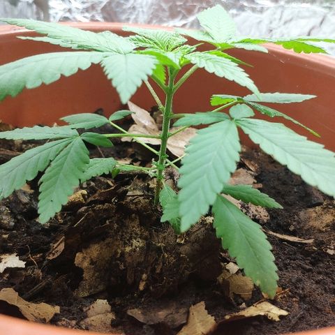 Granddaddy Purple growlog timeline photo