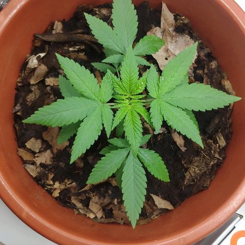 Granddaddy Purple growlog timeline photo