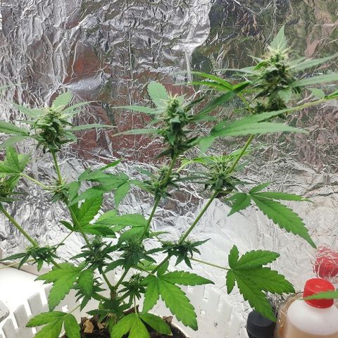 Auto Northern Lights growlog timeline photo