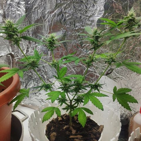 Auto Northern Lights growlog timeline photo