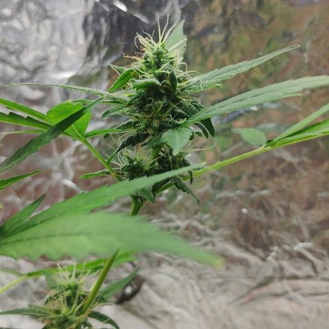 Auto Northern Lights growlog timeline photo