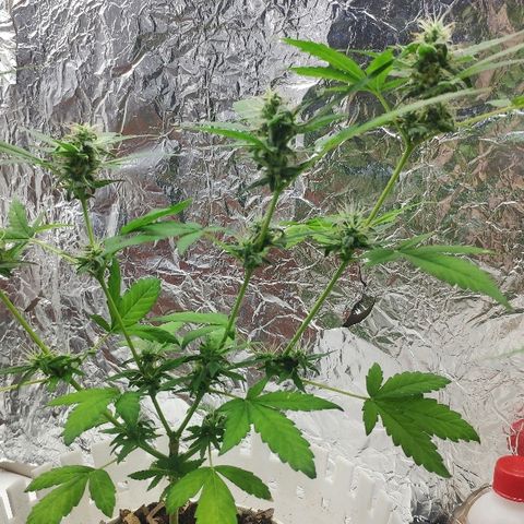Auto Northern Lights growlog timeline photo