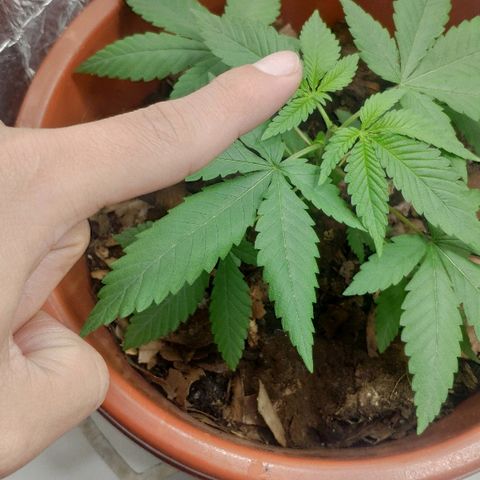 Granddaddy Purple growlog timeline photo