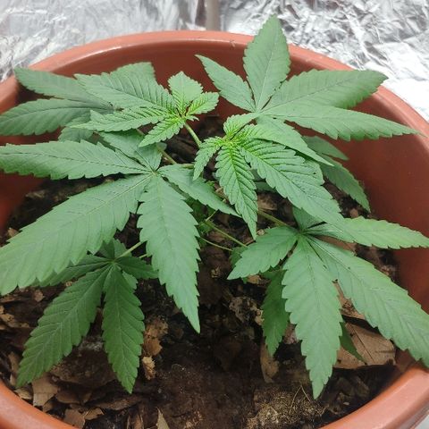 Granddaddy Purple growlog timeline photo