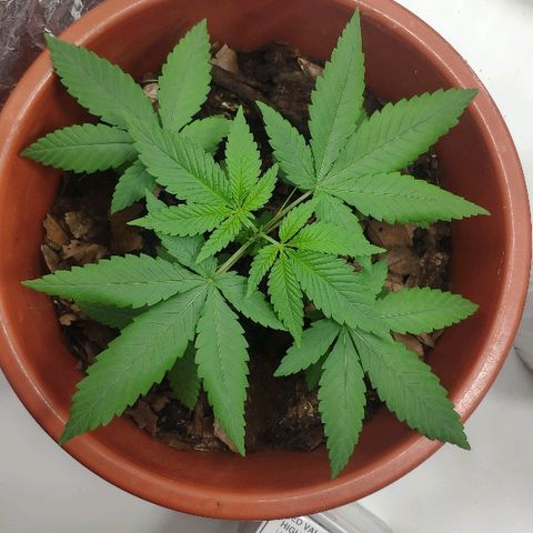 Granddaddy Purple growlog timeline photo