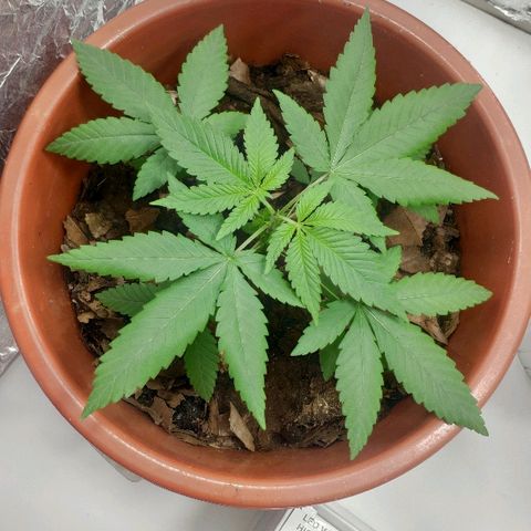 Granddaddy Purple growlog timeline photo