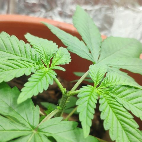 Granddaddy Purple growlog timeline photo