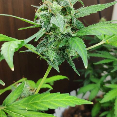 Auto Northern Lights growlog timeline photo