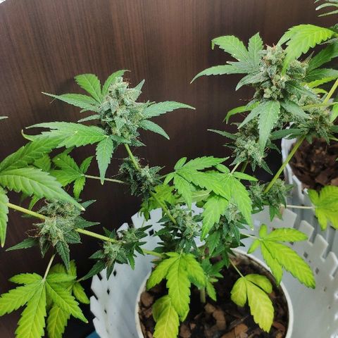 Auto Northern Lights growlog timeline photo