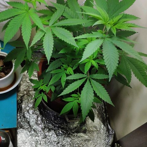 Granddaddy Purple growlog timeline photo