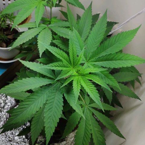 Granddaddy Purple growlog timeline photo