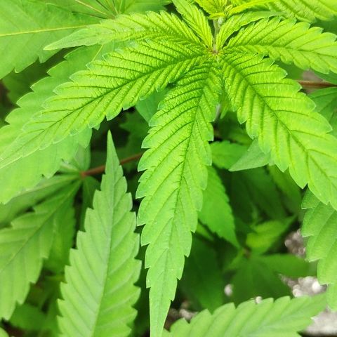 Granddaddy Purple growlog timeline photo