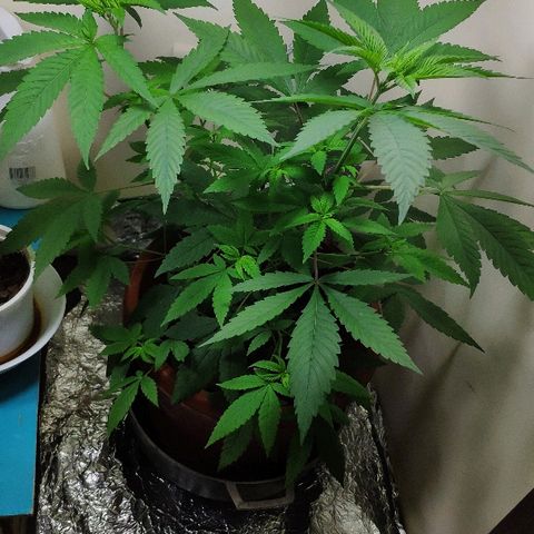 Granddaddy Purple growlog timeline photo