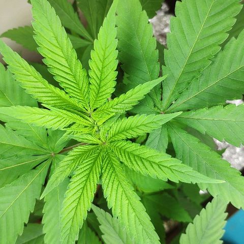Granddaddy Purple growlog timeline photo