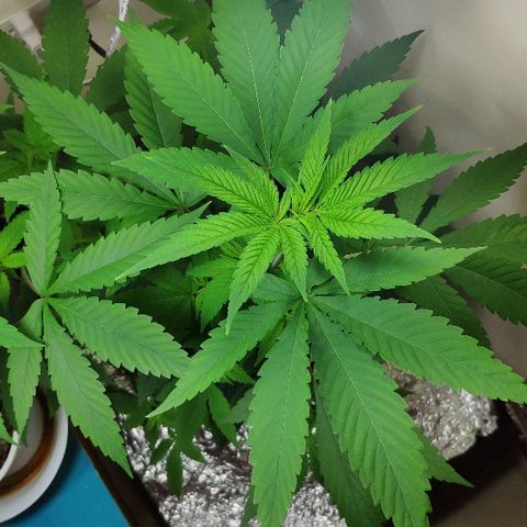 Granddaddy Purple growlog timeline photo