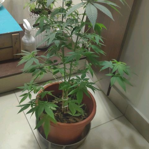 Granddaddy Purple growlog timeline photo
