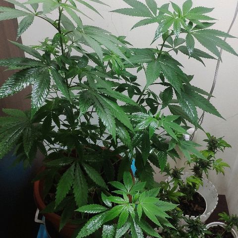 Granddaddy Purple growlog timeline photo