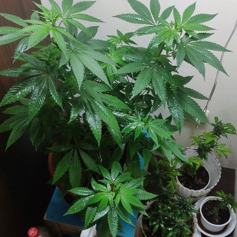 Granddaddy Purple growlog timeline photo