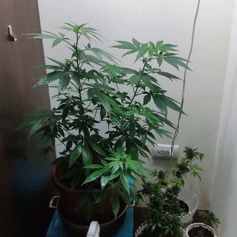 Granddaddy Purple growlog timeline photo