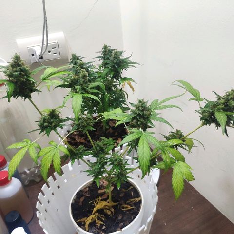 Auto Northern Lights growlog timeline photo