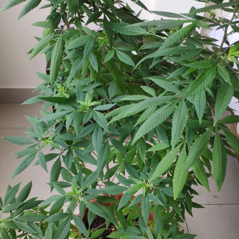 Granddaddy Purple growlog timeline photo