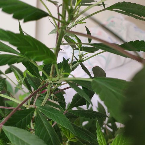 Granddaddy Purple growlog timeline photo
