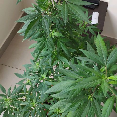 Granddaddy Purple growlog timeline photo