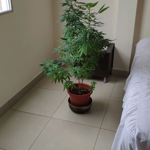 Granddaddy Purple growlog timeline photo