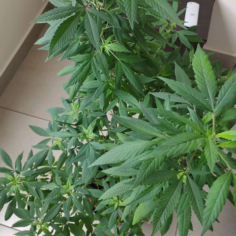 Granddaddy Purple growlog timeline photo
